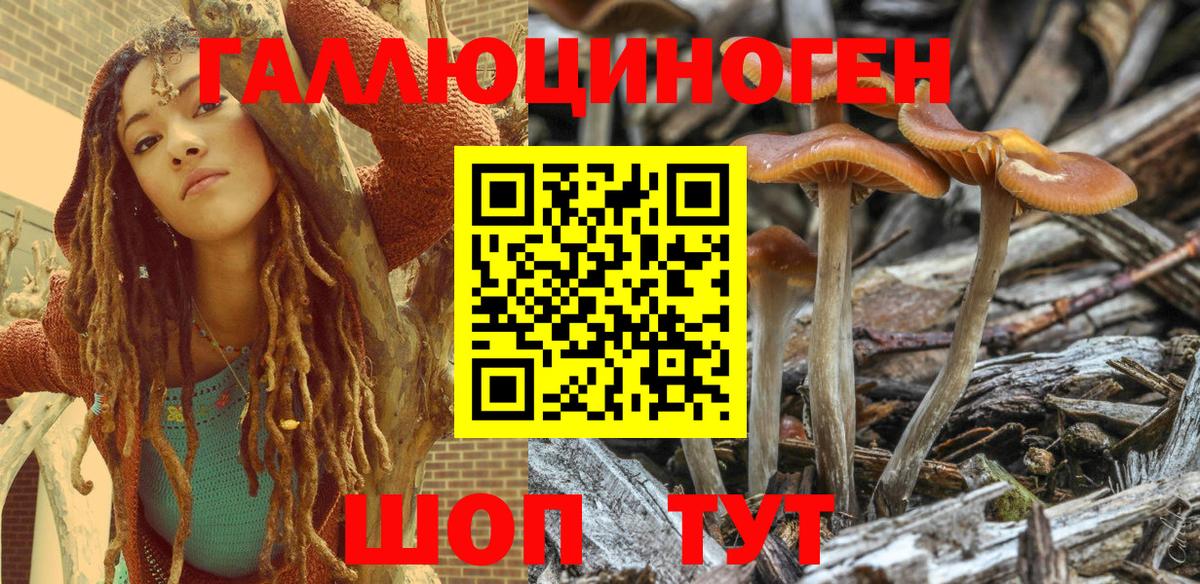 Камень-на-Оби  Псилоцибиновые грибы Psilocybe  Вход с VPN 