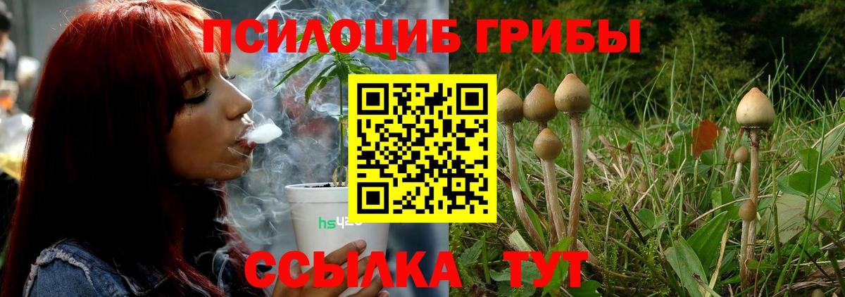 Псилоцибиновые грибы Psilocybine cubensis Камень-на-Оби